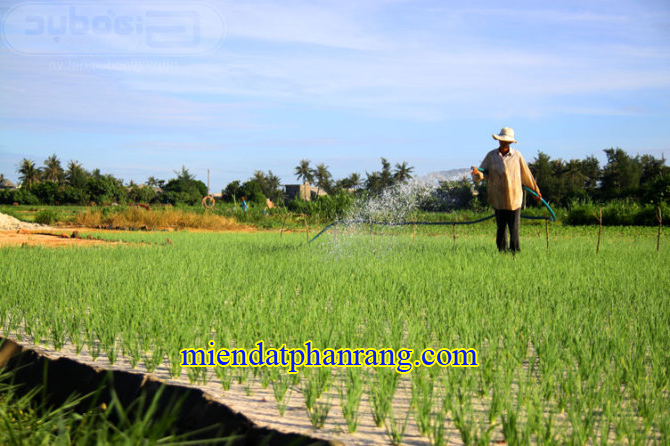 vườn tỏi phan rang